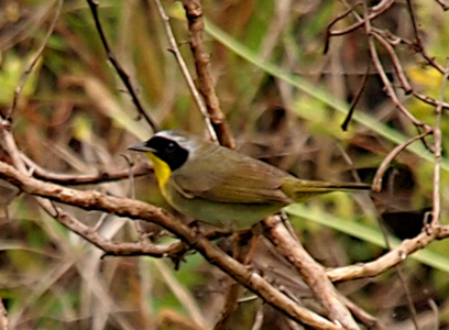 [Side view of the bird as its beak points to the left. The top of its head and most of its upper feathers are olive-brown. Its throat is bright yellow while its belly is a pale yellow. It has a black mask across its face and head with some white feathers at the upper edge near the top of its head. It's perched on a branch with many smaller branches around it.]